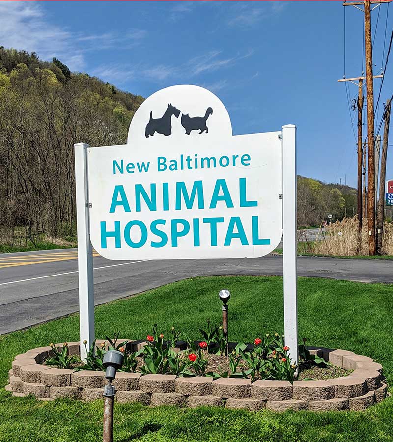 New Baltimore NY veterinary hospital | veterinary hospital in West Coxsackie